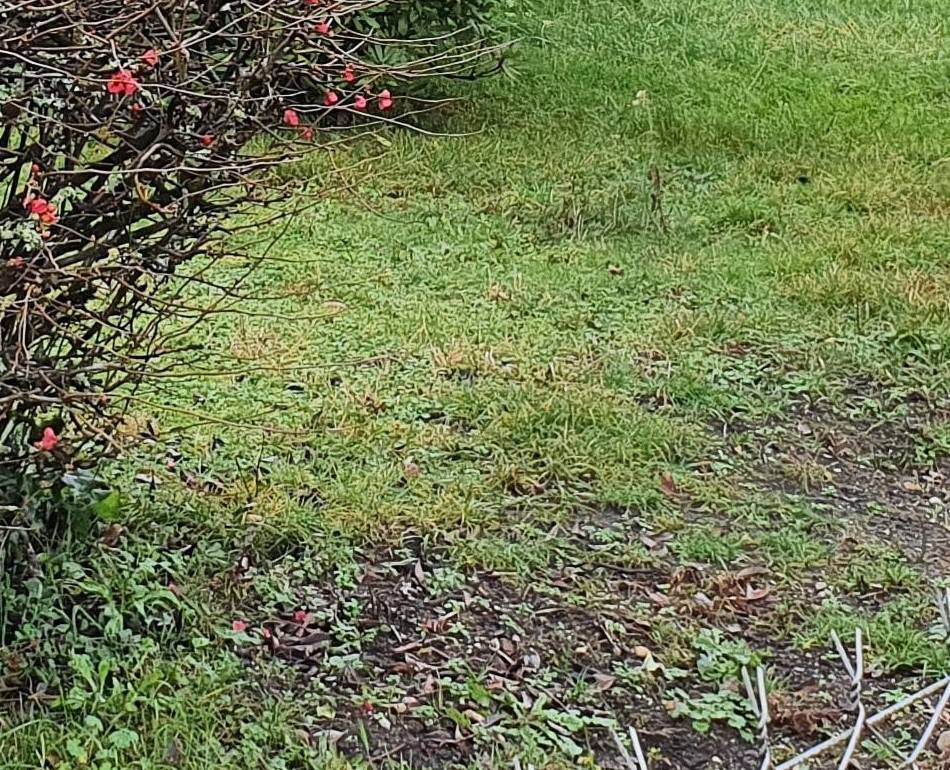 Construire une maison en bois dans le vignoble du Médoc à Margaux en Gironde