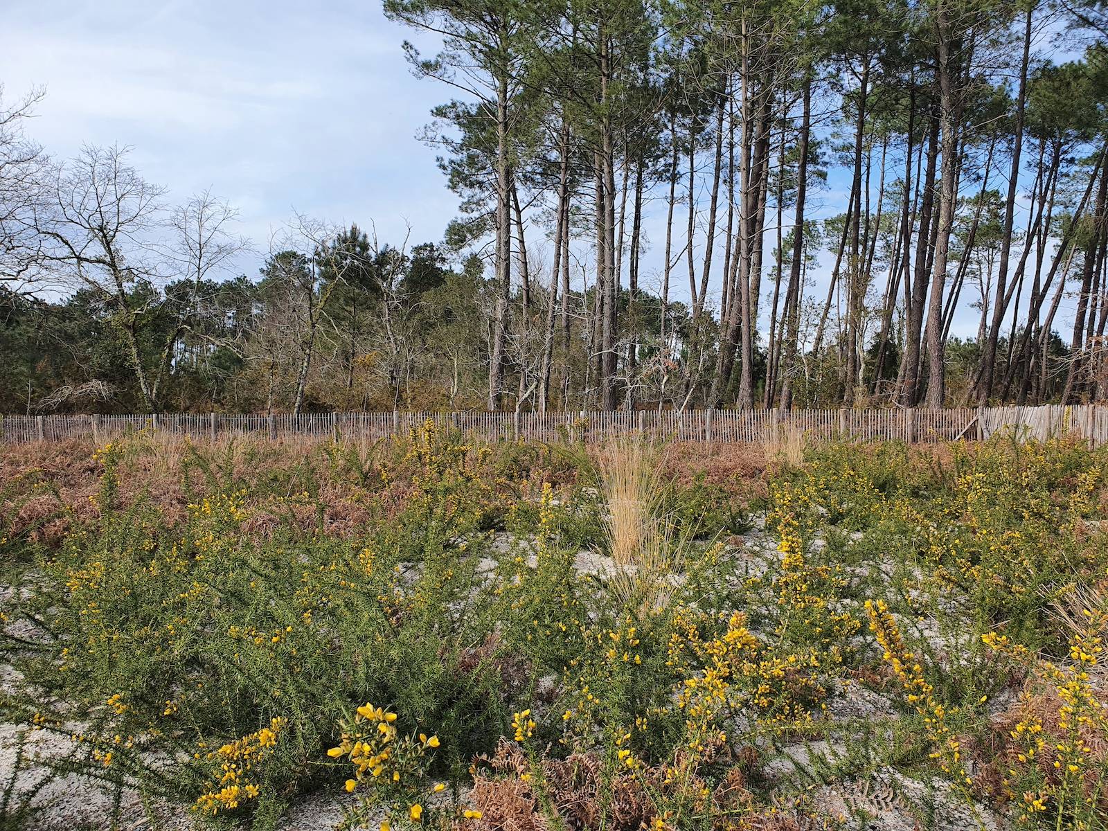 Terrain à vendre à Moliets-et-Maa dans le sud des Landes   