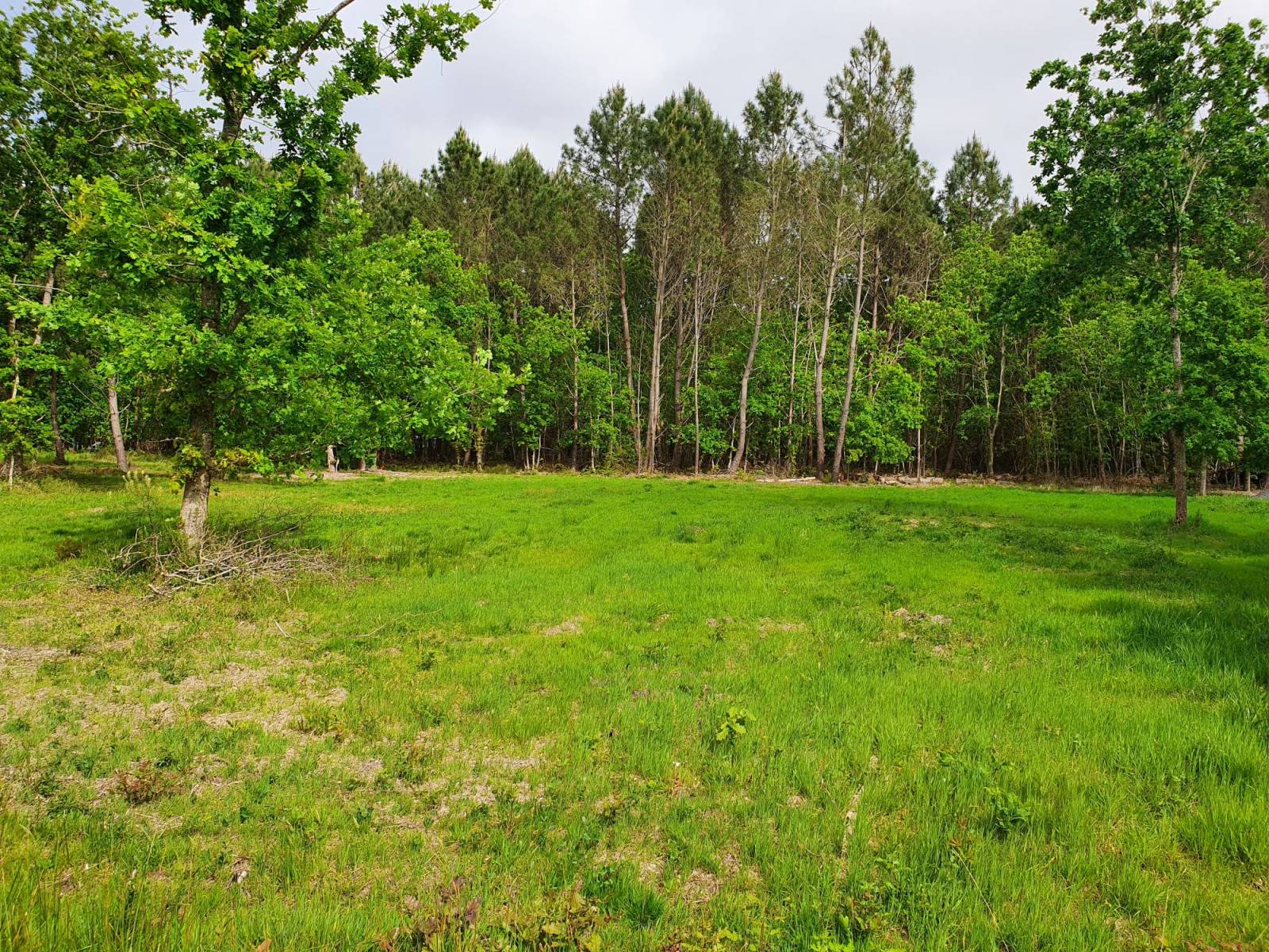 Terrain à vendre à Sanguinet – 1200 m² dans un environnement naturel privilégié
