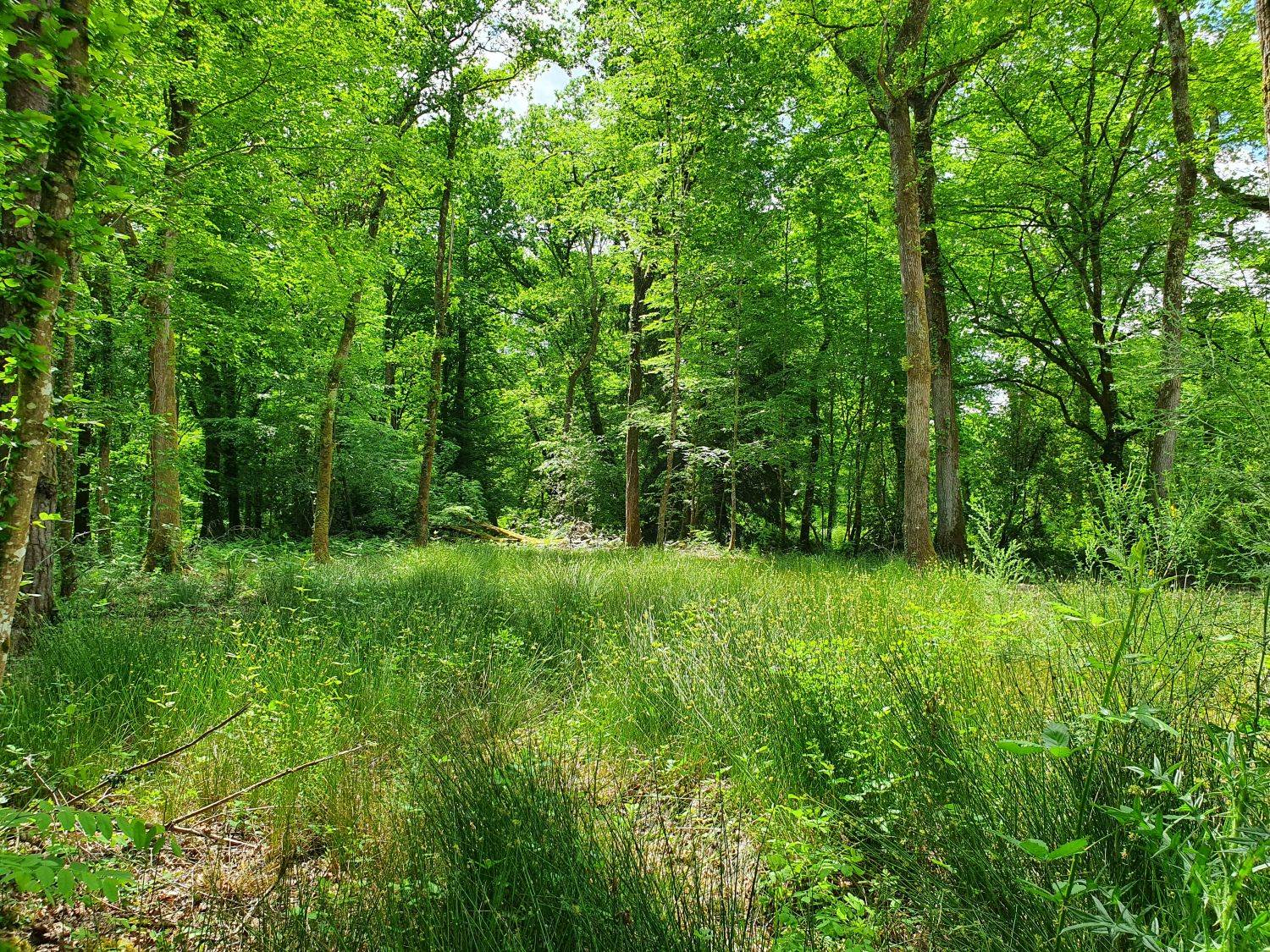 La Brède terrain de 7800 m²  proche du centre à vendre au prix de 295 000 Euros