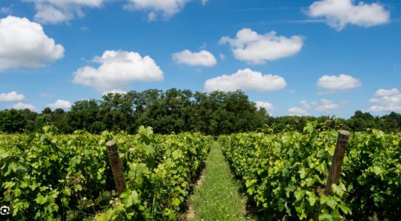 Terrain à bâtir commune de Léognan Gradignan La Brède
