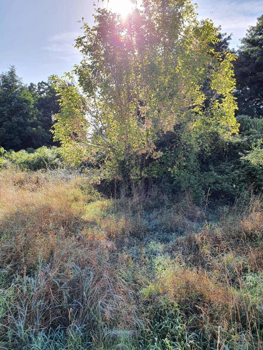 A vendre terrain viabilisé dans la commune de AUDENGE en Gironde 
