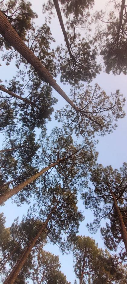 Offre de terrain en lotissement à CAMBLANES-ET-MEYNAC pour une maison neuve en bois