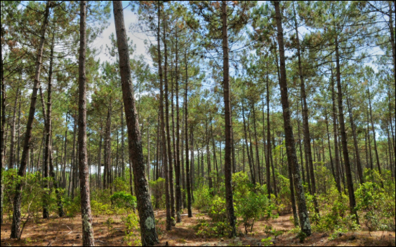 Construire une maison contemporaine au Teich
