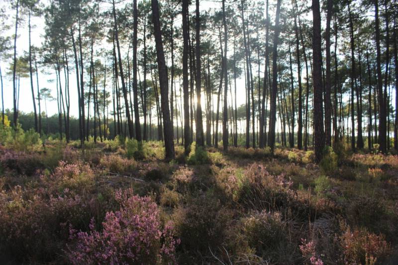 Terrain constructible dans lotissement à Belin Beliet