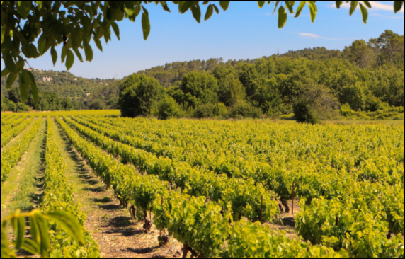 De Blanquefort à St Estèphe route des châteaux du médoc