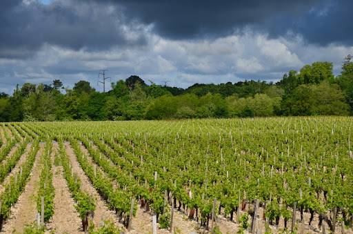 Vignoble de Macau Médoc en Gironde